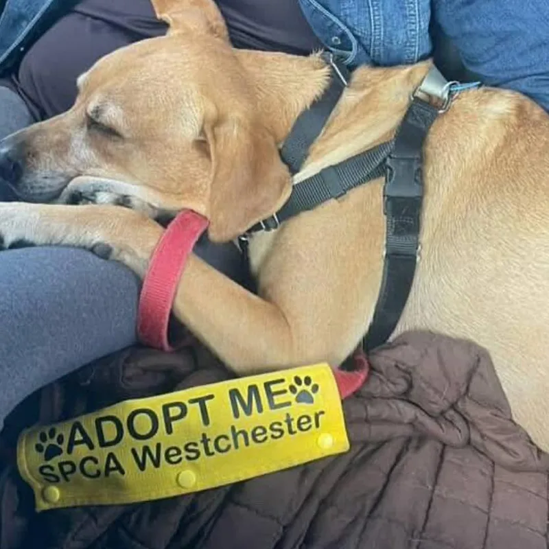 Polo  My Fee thumbnail 3