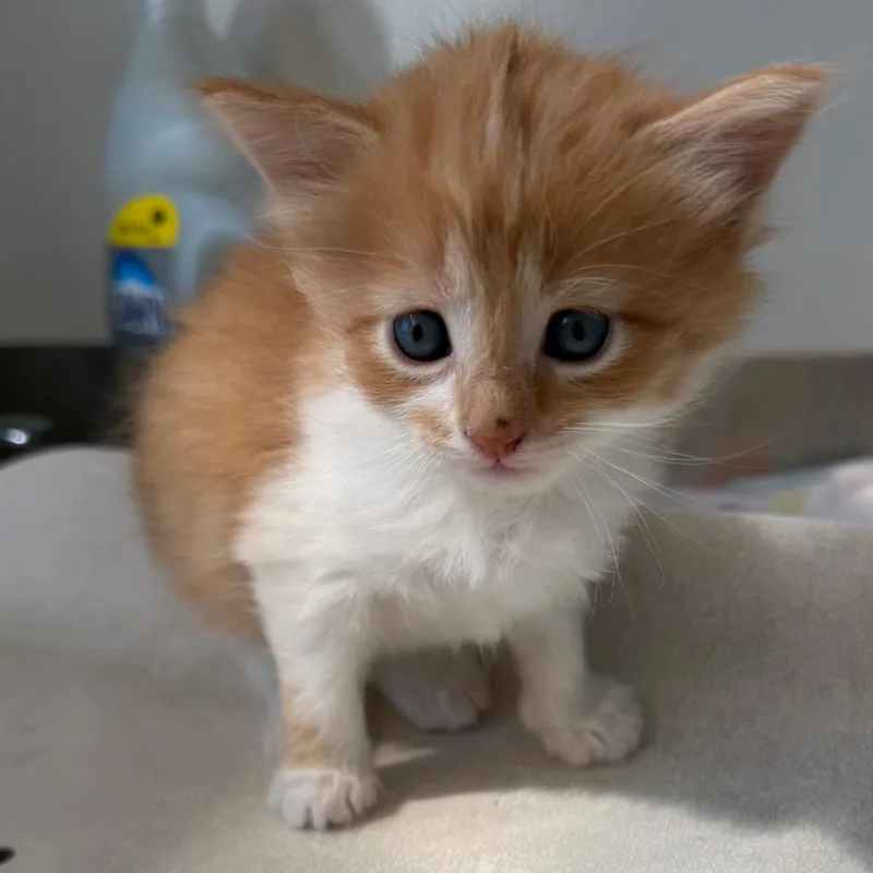 A baby small-sized female Domestic Short Hair cat named Meg for adoption in Rifle, CO