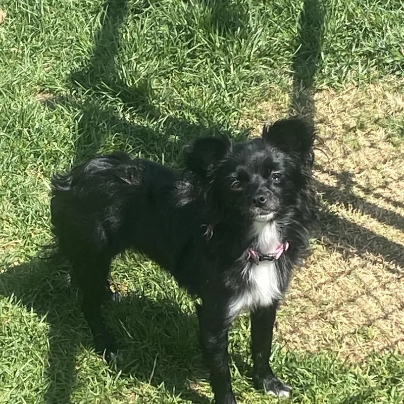 A young small-sized female Black Chihuahua dog named Sky for adoption in Winston Salem, NC