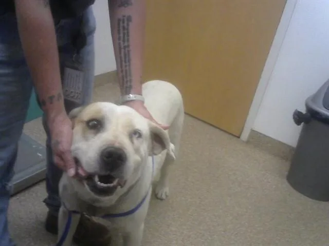 An adult large-sized female Pit Bull Terrier dog named Opera for adoption in Albuquerque, NM