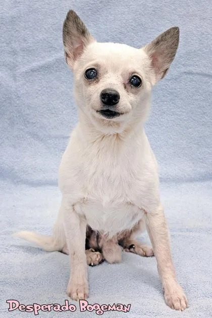 A senior small-sized male Chihuahua dog named Desperado Boogeyman for adoption in Mason, MI