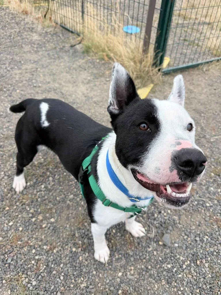 An adult medium-sized male Bull Terrier dog named Deno for adoption in St. Helens, OR