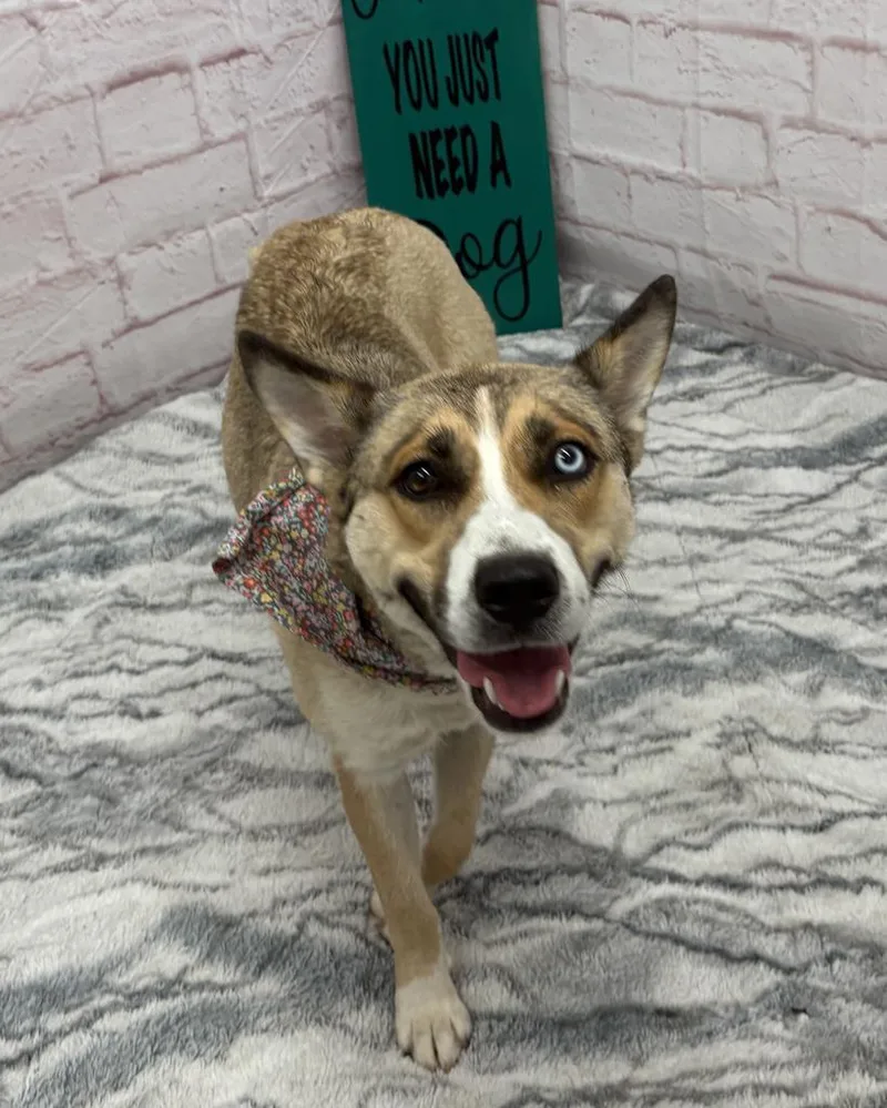 A young medium-sized female Husky dog named Tiphaine for adoption in Detroit, MI