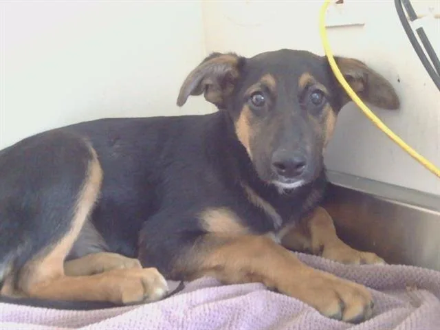A baby small-sized female German Shepherd Dog dog named A for adoption in Sacramento, CA