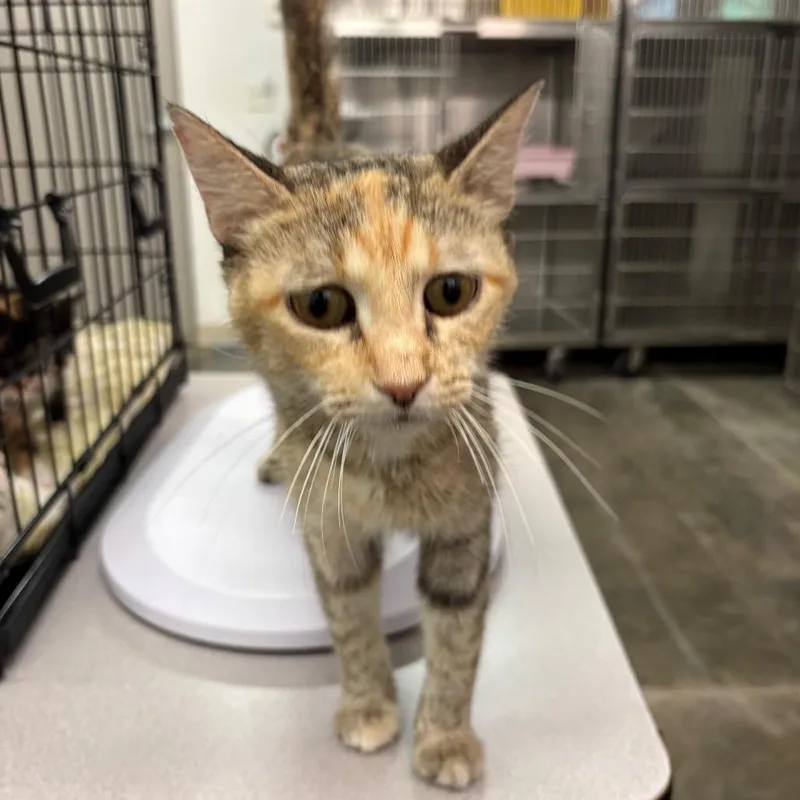 A young medium-sized female Calico Domestic Short Hair cat named Opal for adoption in Manhattan, KS