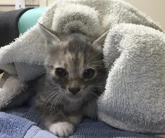 A baby small-sized female Domestic Short Hair cat named Tally for adoption in Riverside, CA