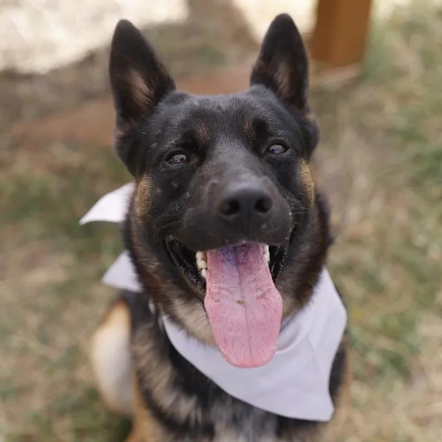 An adult medium-sized male German Shepherd Dog dog named Anakin for adoption in San Antonio, TX