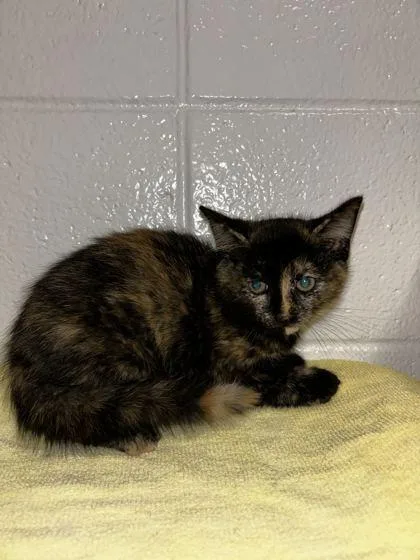 An adult small-sized female Domestic Short Hair cat named Special for adoption in Spruce Pine, NC