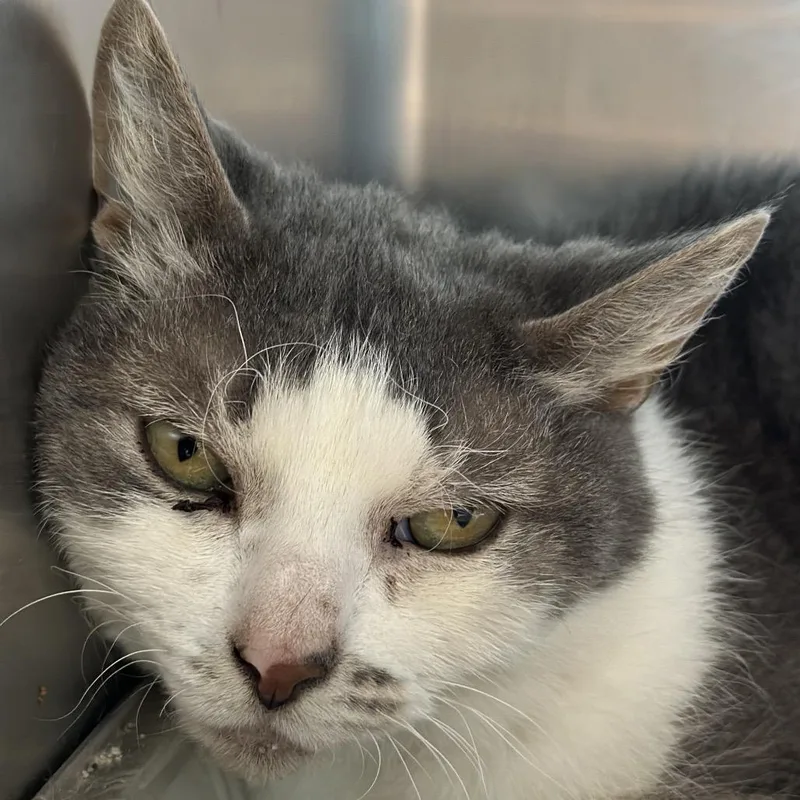 An adult medium-sized male Gray / Blue / Silver Domestic Short Hair cat named Tevon for adoption in Matteson, IL