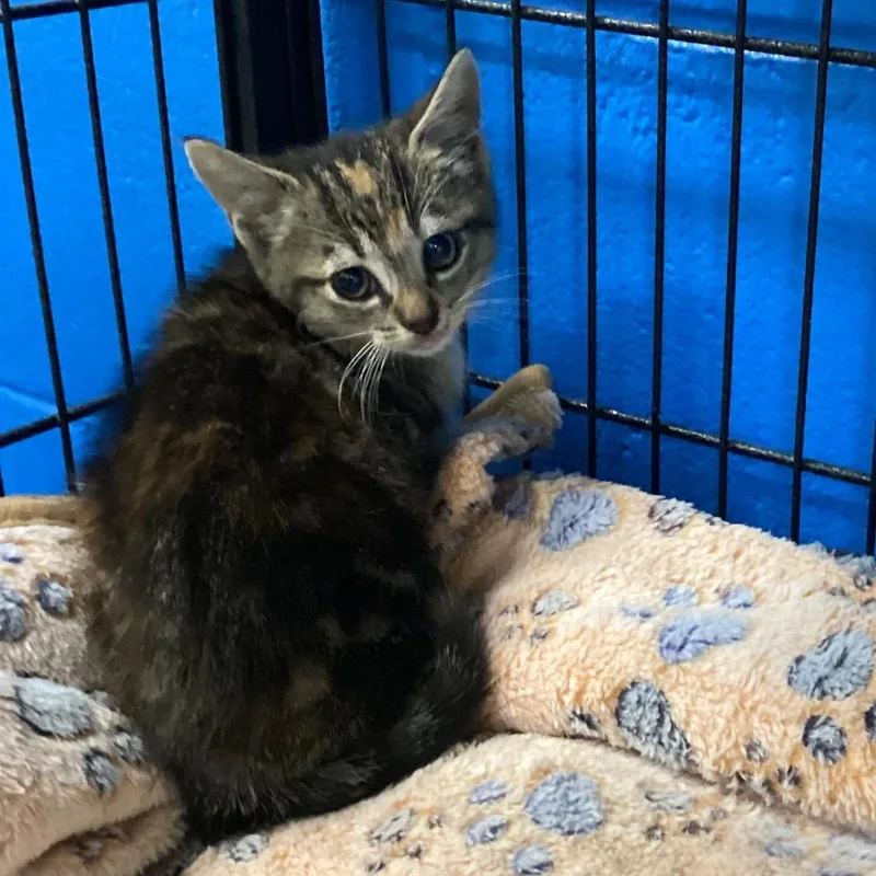 A baby small-sized female Torbie Domestic Short Hair cat named Bowsette for adoption in Montgomery, AL