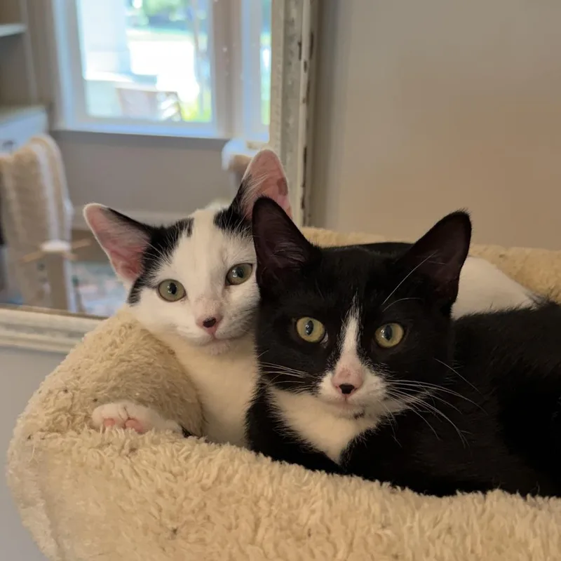 A baby small-sized male Black Domestic Short Hair cat named Ranger for adoption in Charlotte, NC