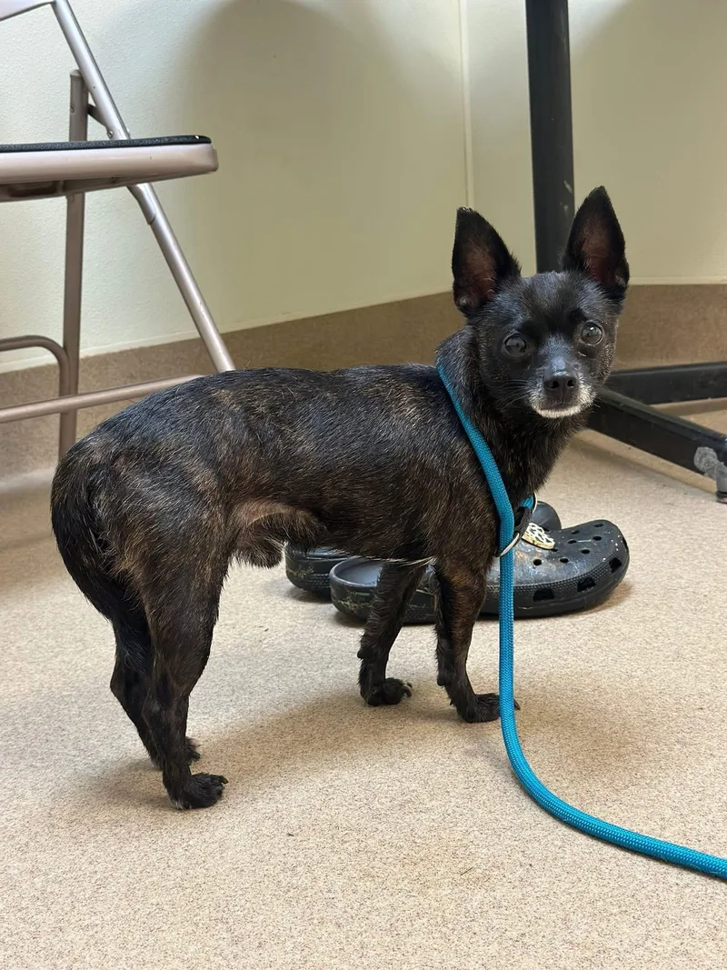 An adult small-sized male Brindle Chihuahua dog named Morano for adoption in Myerstown, PA