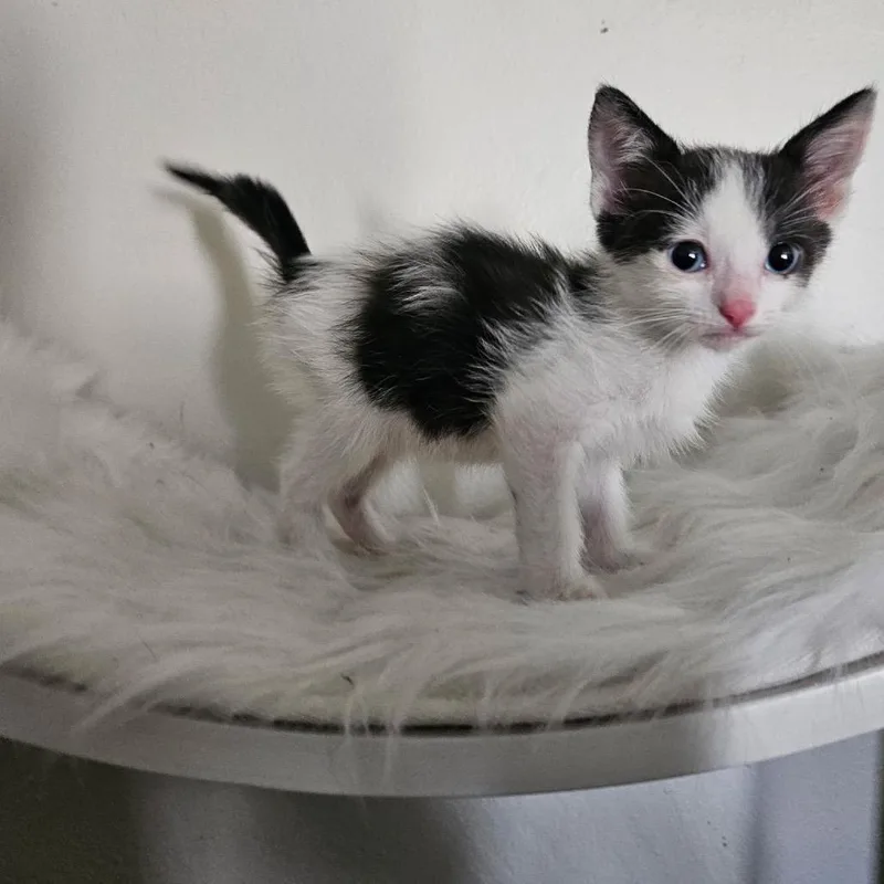 A baby small-sized male White Domestic Short Hair cat named Hades for adoption in Yucaipa, CA