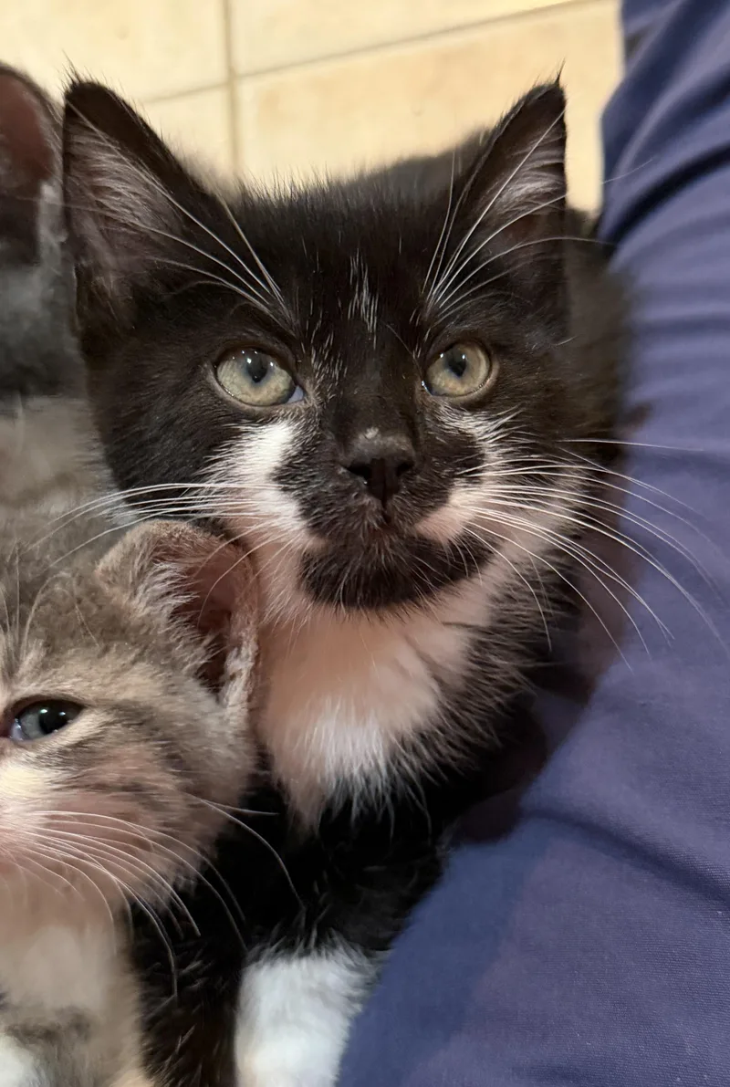 A baby medium-sized female Black & White / Tuxedo Domestic Short Hair cat named Demi for adoption in East Hanover, NJ