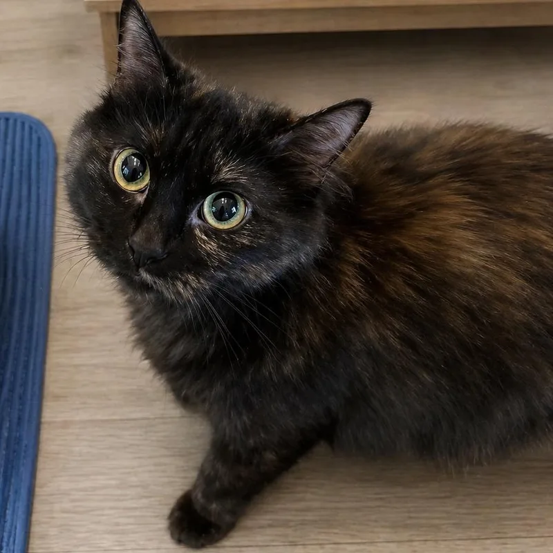 Penelope