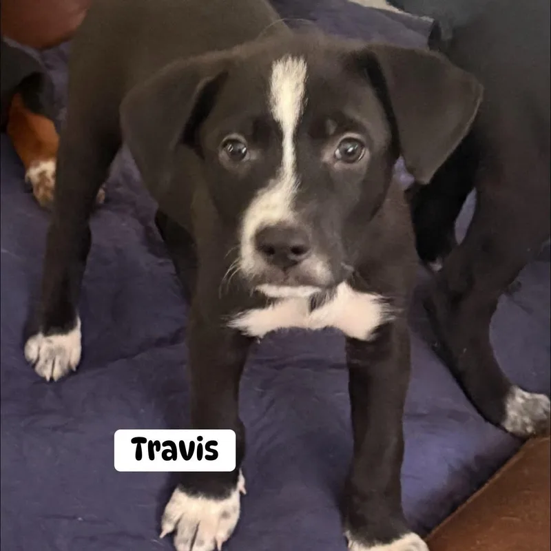 A baby medium-sized male Black Australian Cattle Dog / Blue Heeler dog named Travis for adoption in Brewton, AL