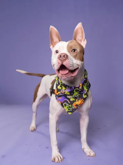 An adult medium-sized male Mixed Breed dog named Gru for adoption in Atlanta, GA