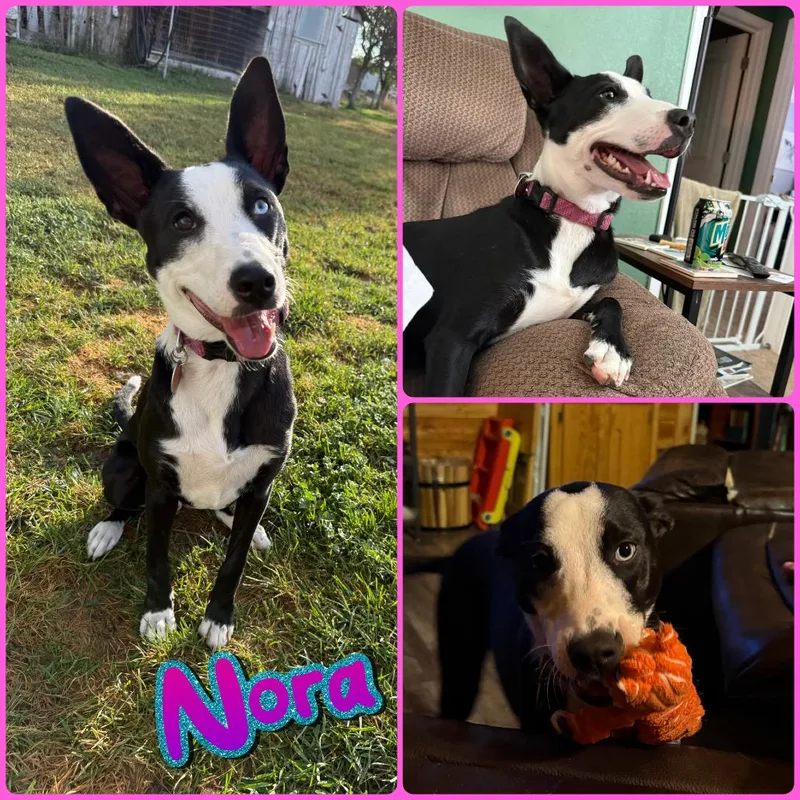 A young medium-sized female Black Border Collie dog named Nora for adoption in Idaho Falls, ID