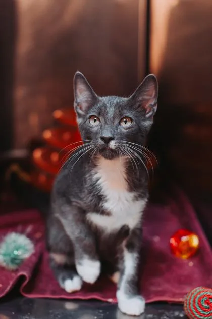 A young small-sized male Domestic Short Hair cat named a Wilson PetSmart North for adoption in North Charleston, SC