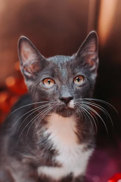 a Wilson PetSmart North thumbnail 2