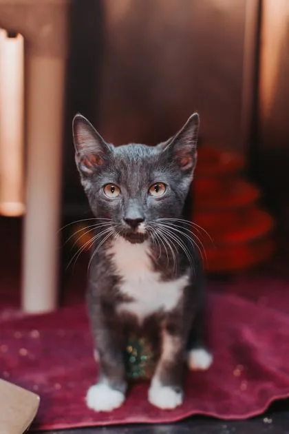 a Wilson PetSmart North thumbnail 3