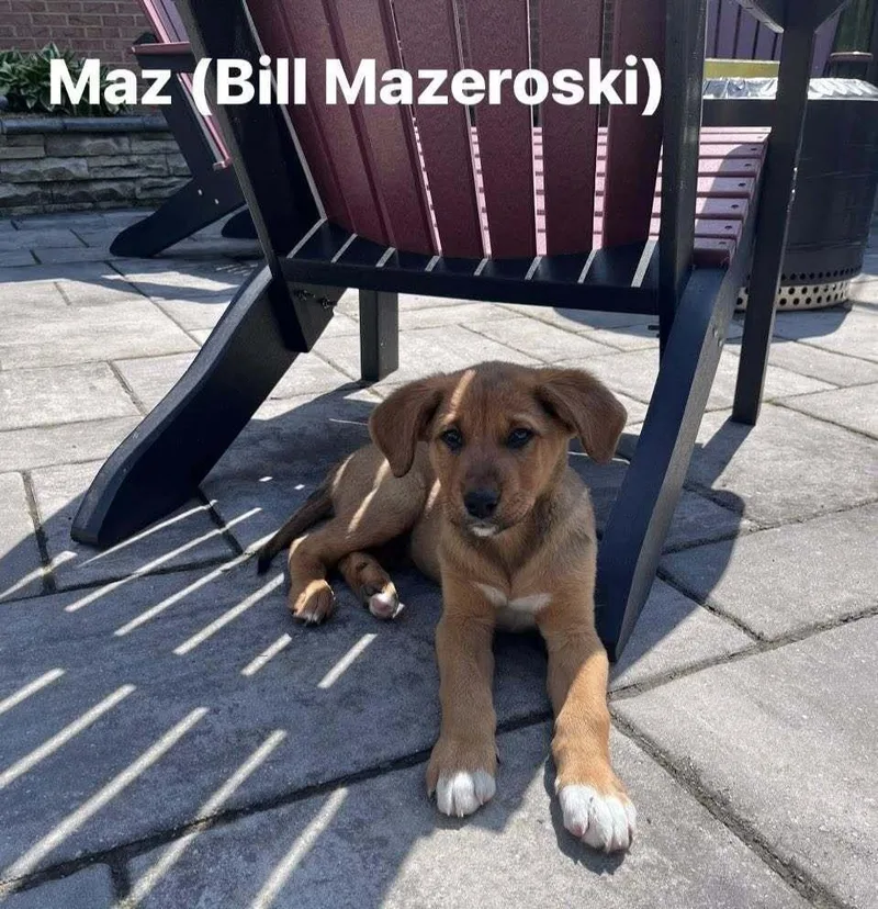 A baby large-sized male Labrador Retriever dog named Maz for adoption in Irwin, PA