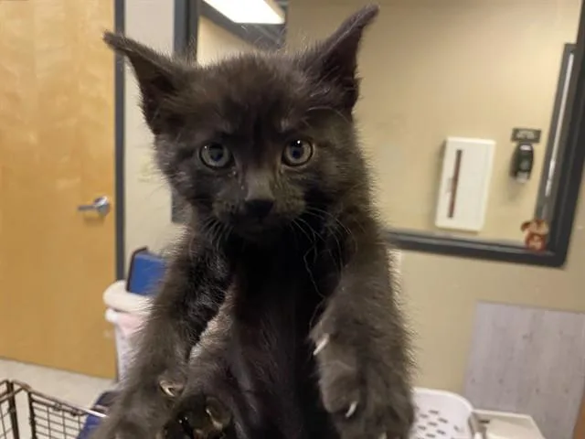A baby small-sized male Domestic Short Hair cat named Bear for adoption in Modesto, CA