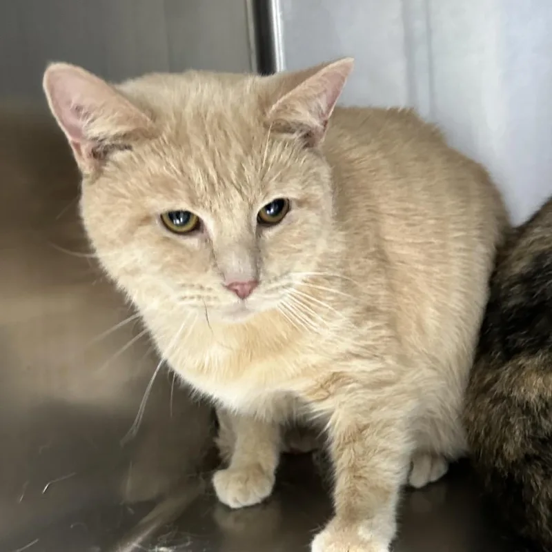 An adult small-sized male Domestic Short Hair cat named Karter for adoption in Corbin, KY