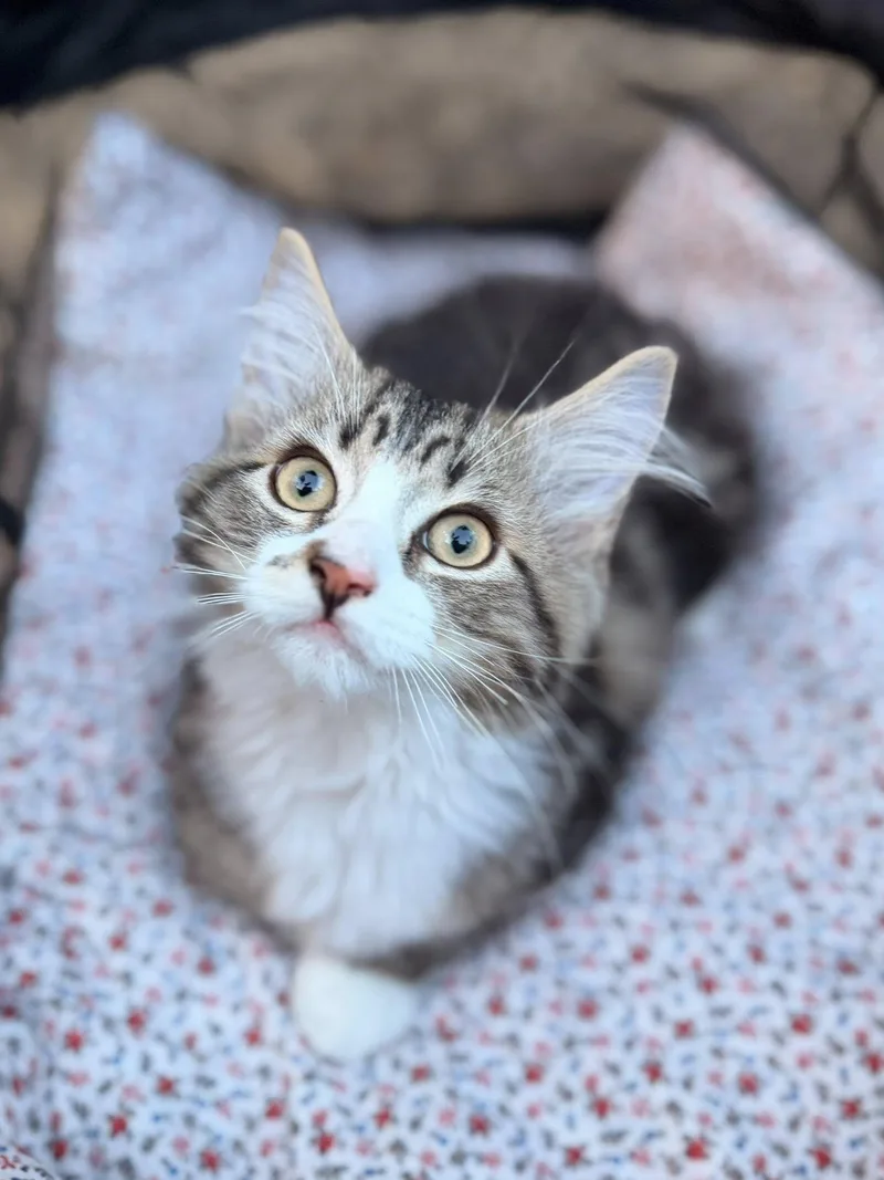 A baby medium-sized male Tabby (Brown / Chocolate) Domestic Long Hair cat named Tuna for adoption in Medford, NJ