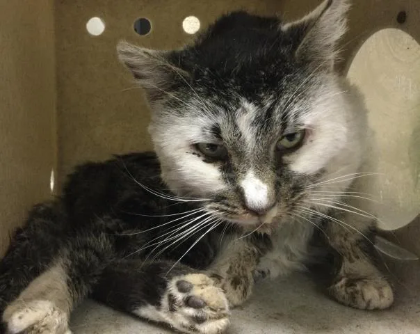 An adult small-sized male Domestic Short Hair cat named Ricky for adoption in Riverside, CA