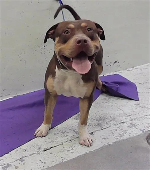 A young large-sized male Staffordshire Bull Terrier dog named A for adoption in Houston, TX