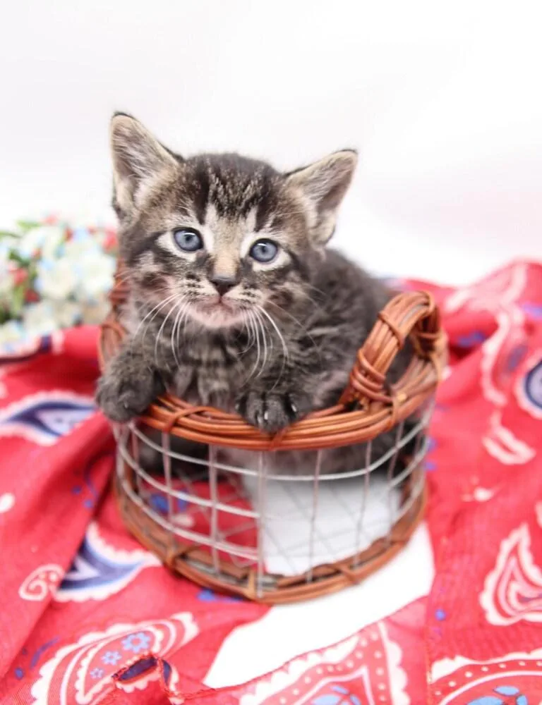 An adult large-sized female Tabby (Brown / Chocolate) Domestic Short Hair cat named Joy VIII for adoption in Muskegon, MI
