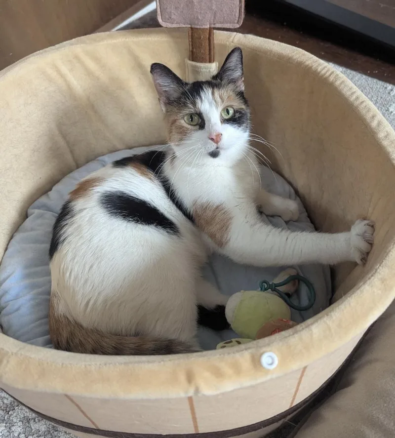 A young small-sized female Domestic Short Hair cat named Anastasia for adoption in Havertown, PA