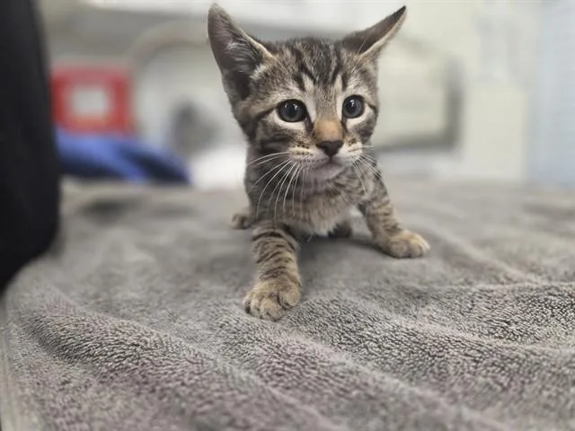 A baby small-sized male Domestic Short Hair cat named Basin for adoption in Antioch, CA