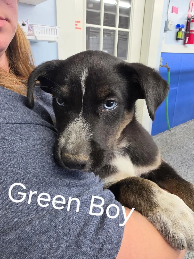 Puppy Green Boy