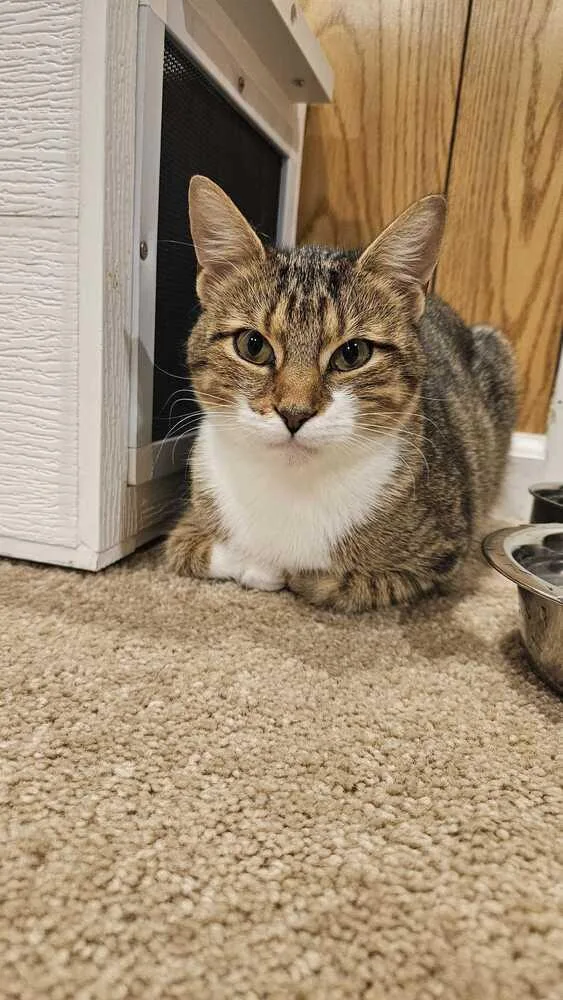 A baby medium-sized female Domestic Short Hair cat named Messie for adoption in Milltown, NJ