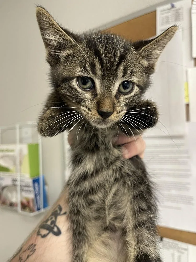 A baby medium-sized male Domestic Short Hair cat named Mechanic for adoption in Bolivar, MO