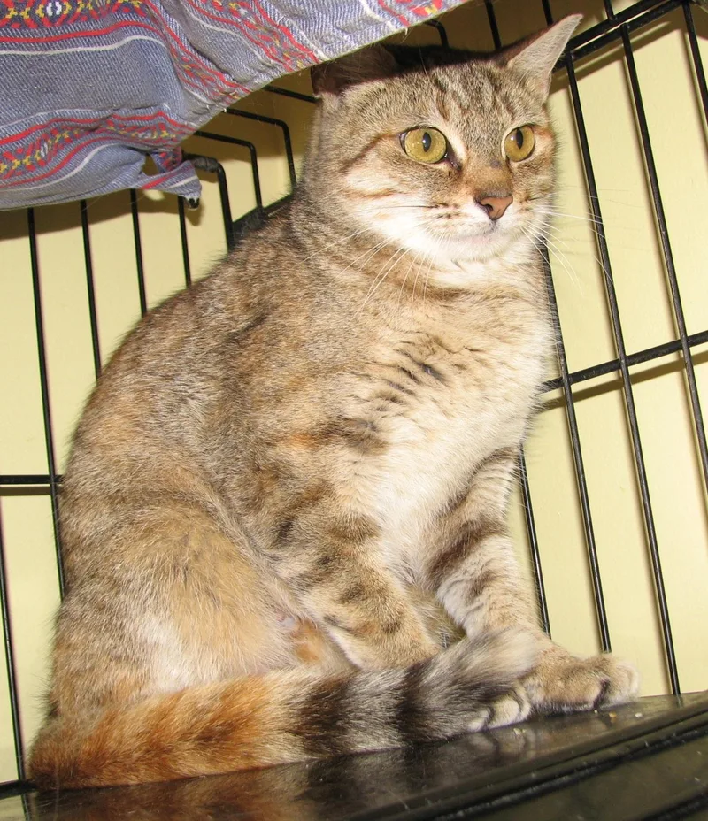 Duchess