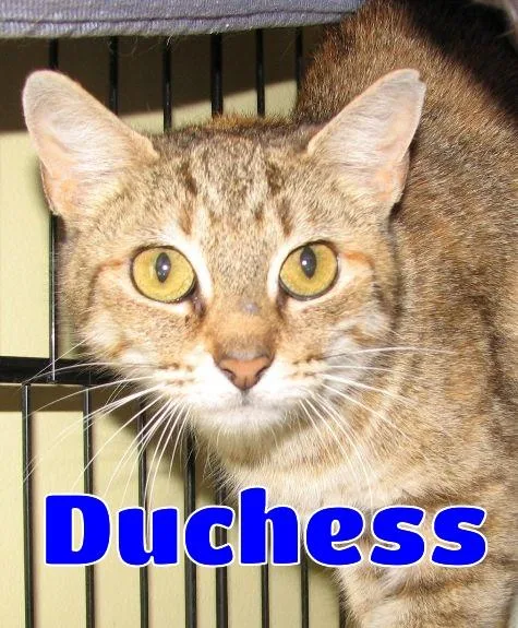 Duchess thumbnail 3