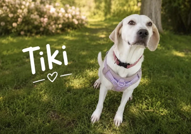 Tiki thumbnail 3