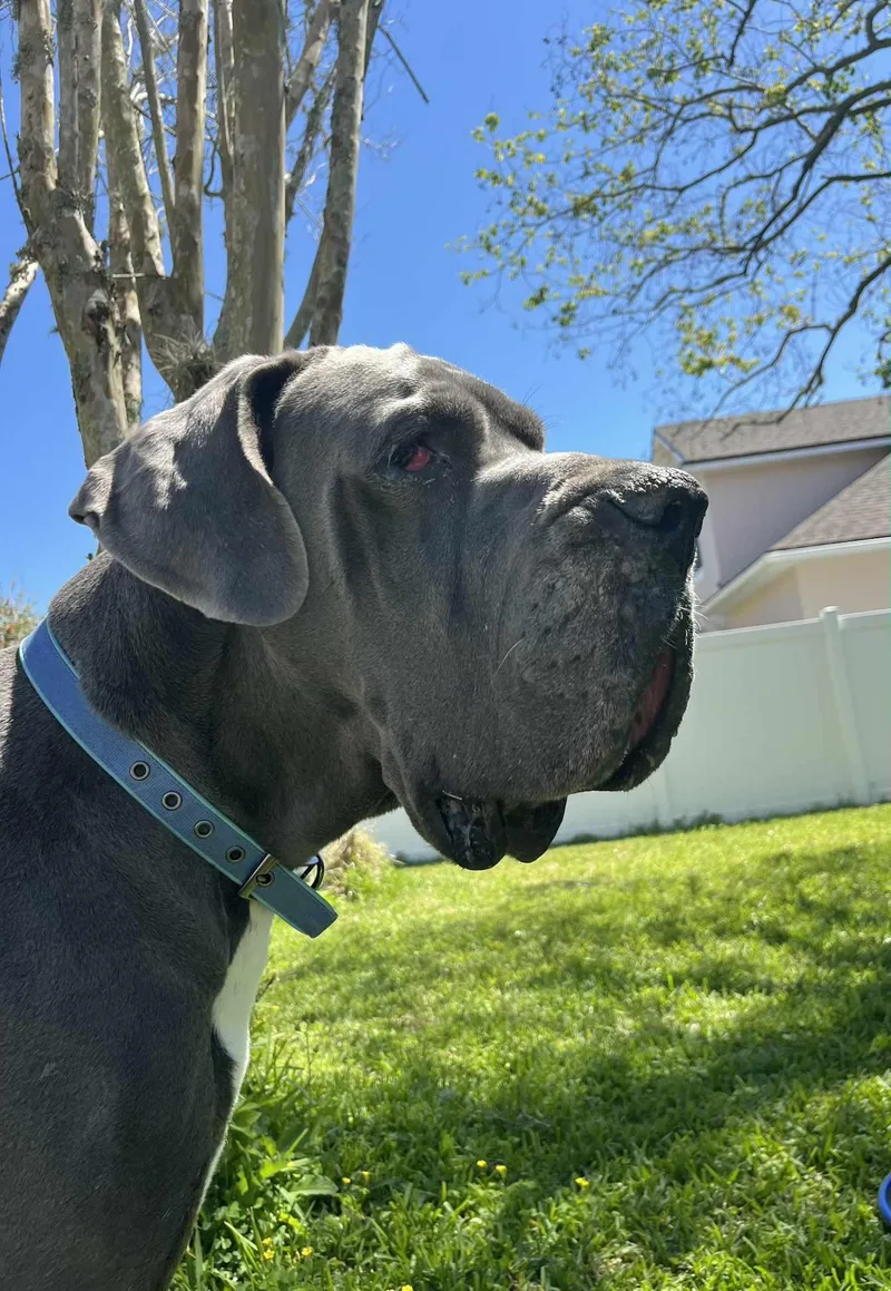 Bentley thumbnail 6