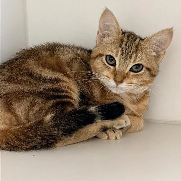 A baby small-sized female Torbie Domestic Short Hair cat named Rainbow for adoption in Hawthorne, CA