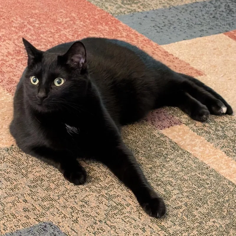 An adult small-sized female Black Domestic Short Hair cat named Spark for adoption in Granville, OH