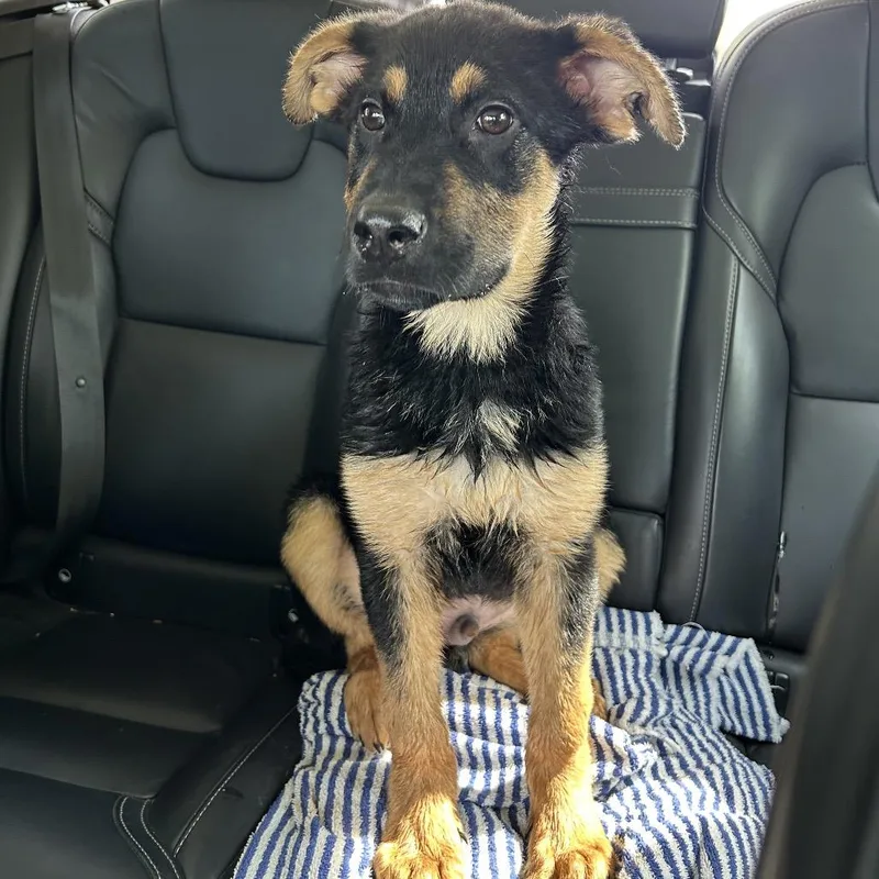 Mussik Maker thumbnail 2