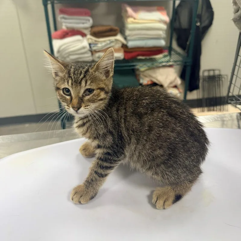 A baby small-sized female Brown / Chocolate Domestic Short Hair cat named Wednesday for adoption in Las Cruces, NM