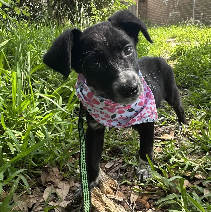 A baby small-sized female Black Terrier dog named Olive for adoption in Liverpool, TX