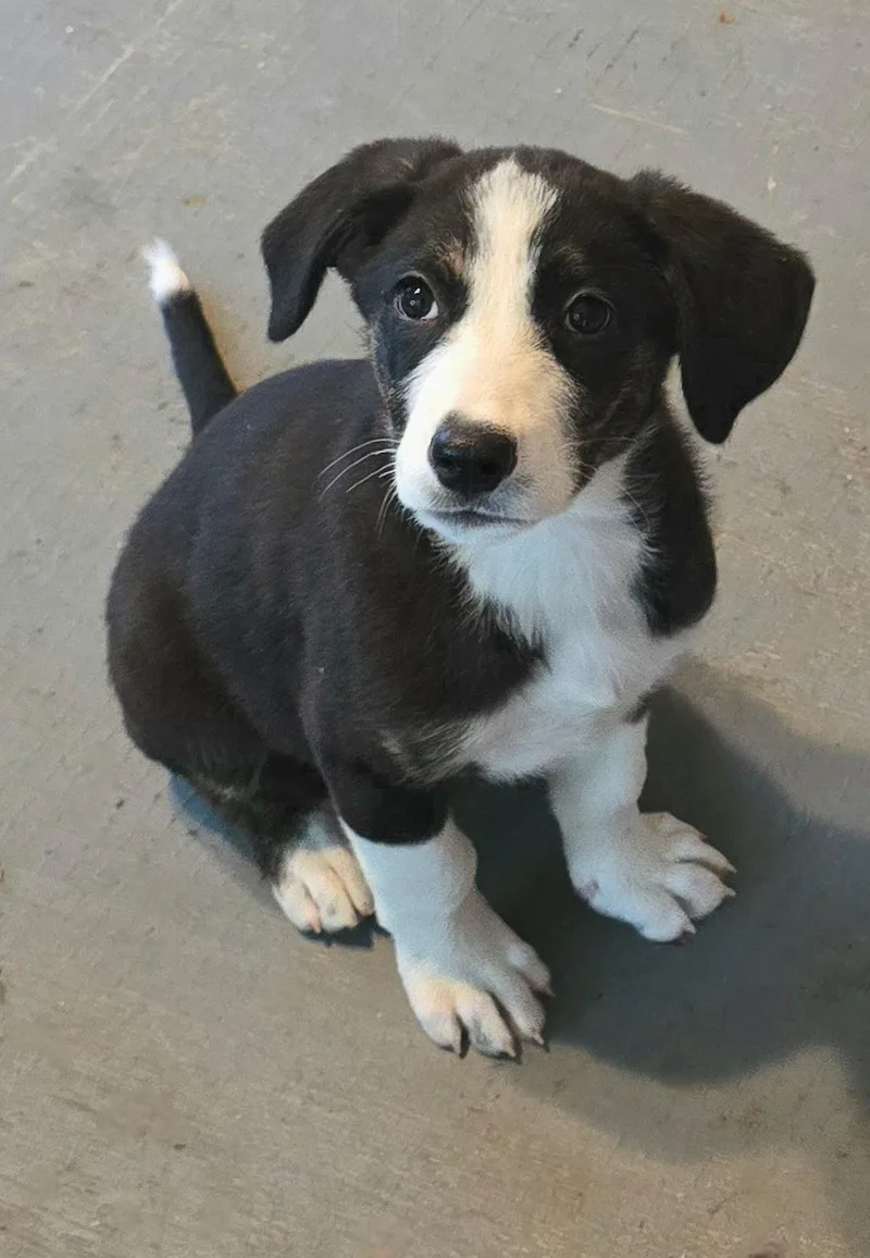 Pepita