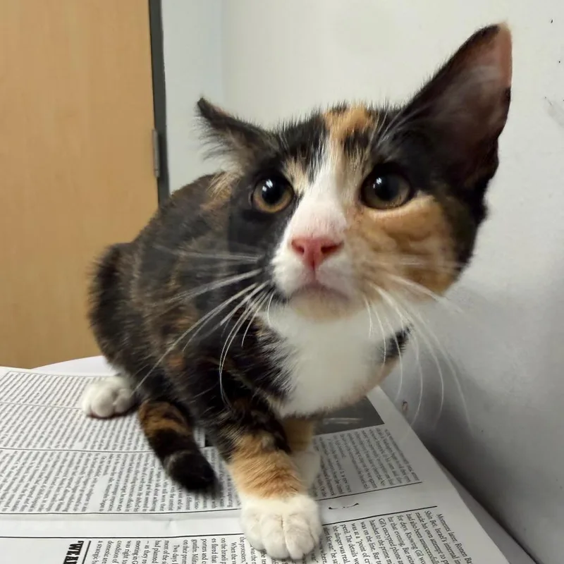 A baby small-sized female Calico Domestic Short Hair cat named Morticia for adoption in Jacksonville, FL