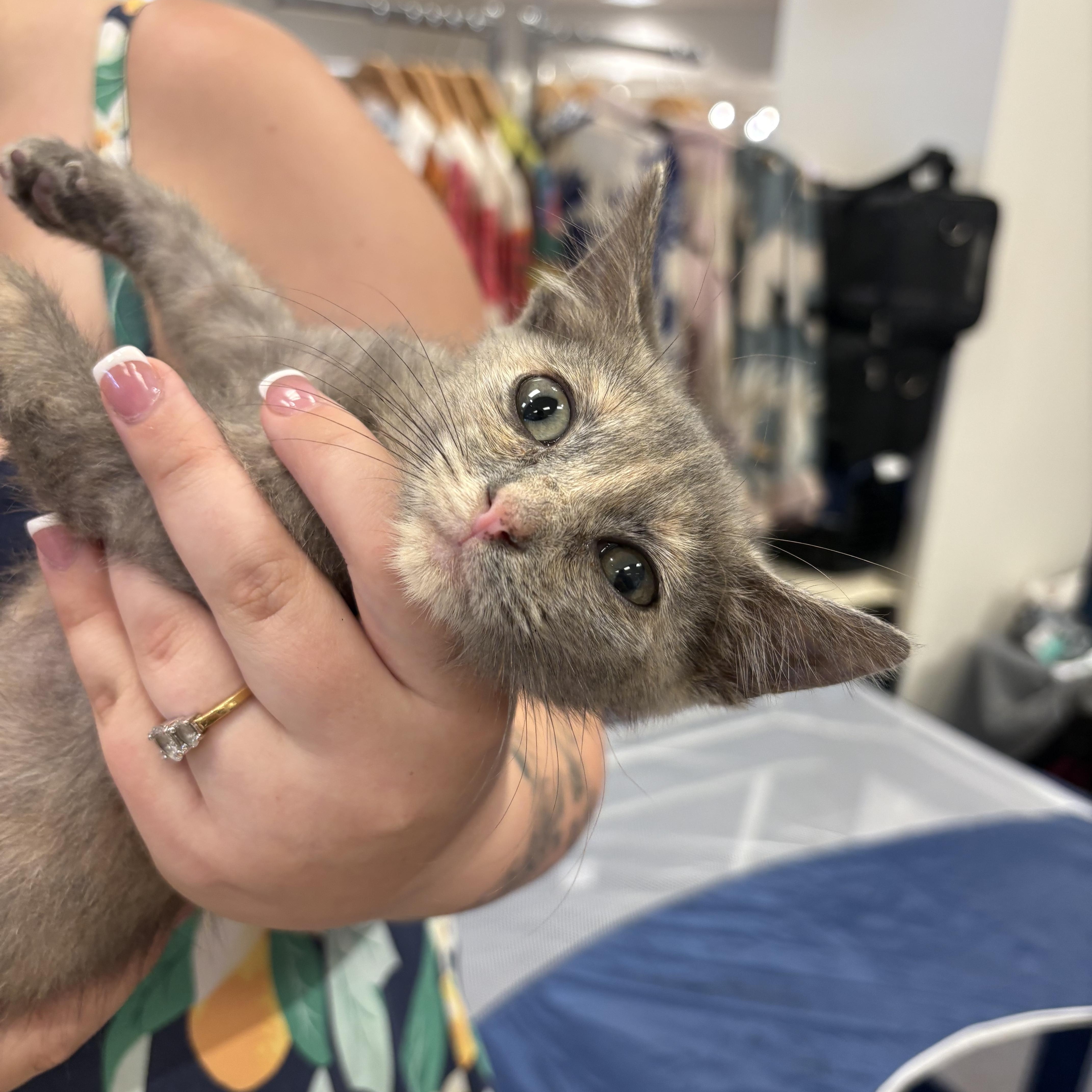 Suziecue thumbnail 2