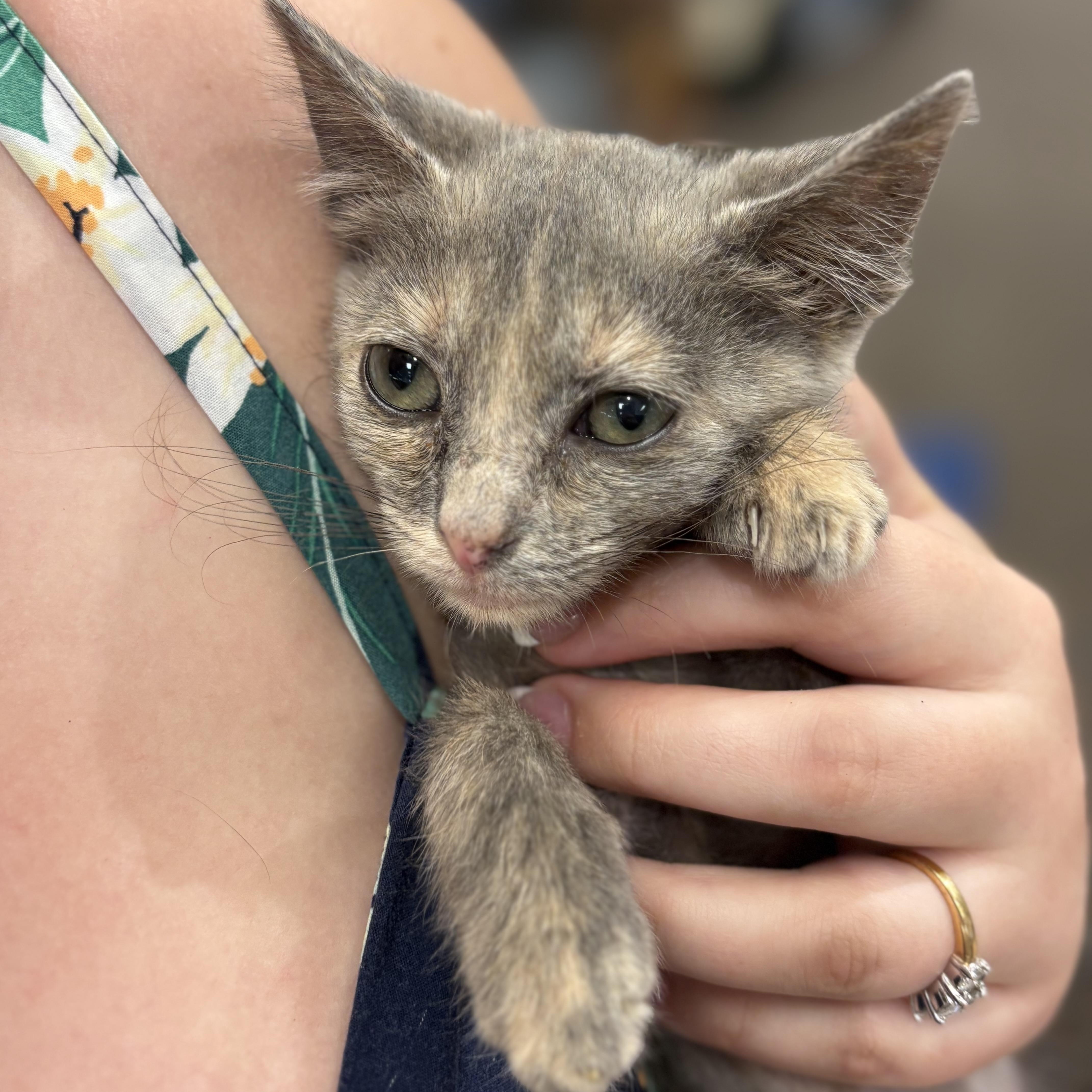 Suziecue thumbnail 3